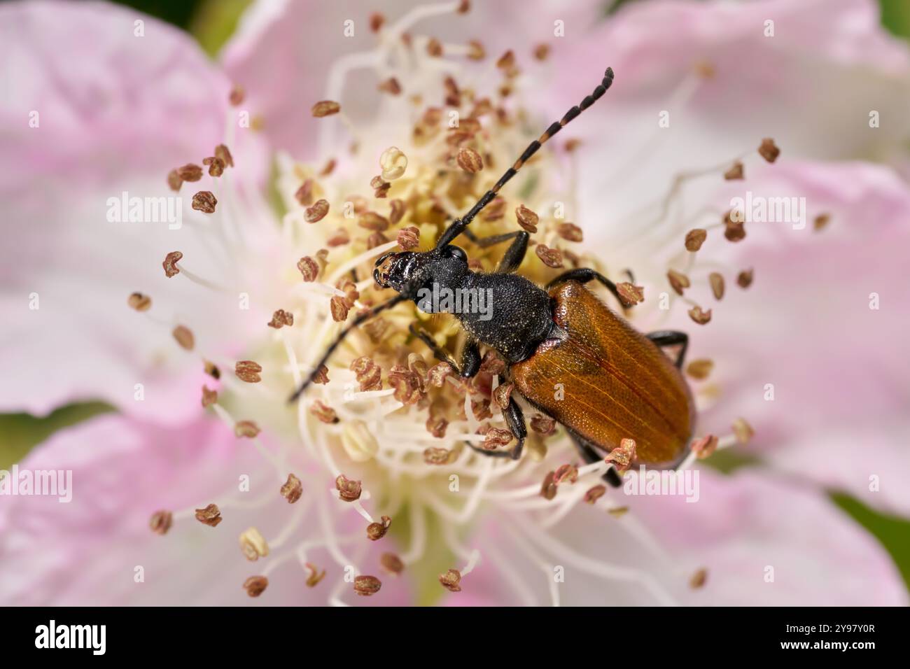 Paracorymbia maculicornis - coléoptère longhorn sur les étamines d'une fleur de mûre rose Banque D'Images