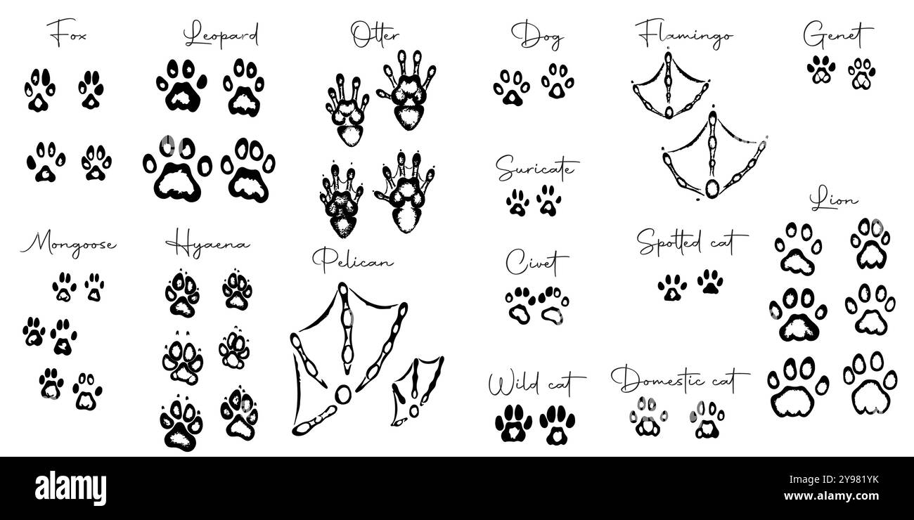Empreintes de pieds d'animaux sauvages dessinées à la main Illustration de Vecteur
