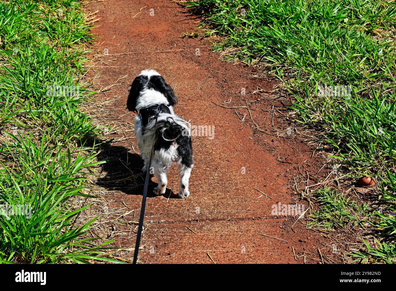 Dog breed shih tzu on a leash, Ribeirao Preto, Sao Paulo, Brazil Banque D'Images