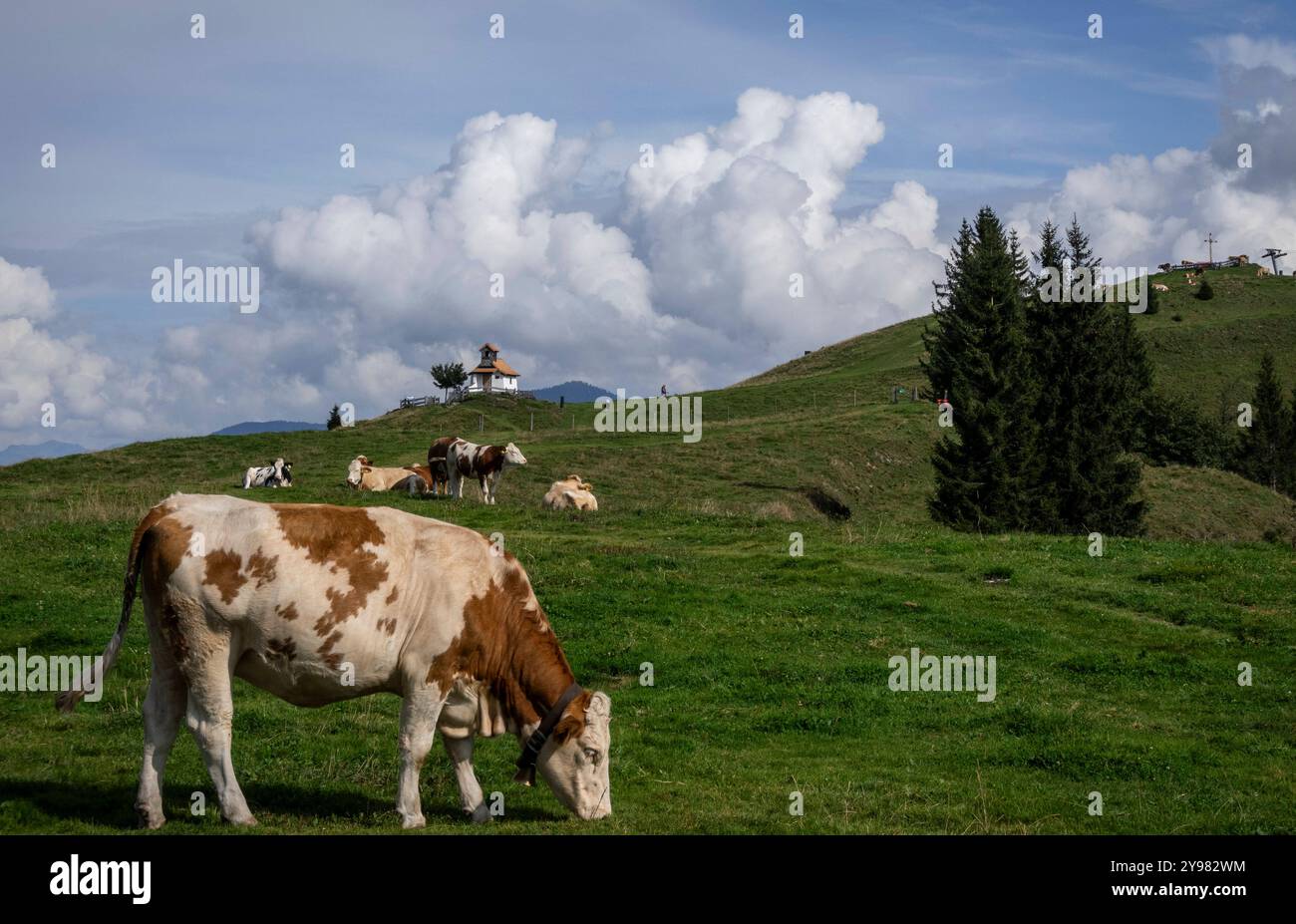 Markbachjoch : Wohlfühlen auf der Alm. - Eine Kuh Frist mit anderen Kühen einer Herde auf der Markbachjochalm BEI Niederau in Tirol Österreich gras von Banque D'Images