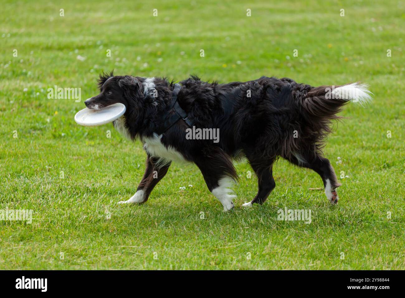 Collie de bordure noire et blanche courant à travers l'herbe avec un Frisbee dans sa bouche Banque D'Images