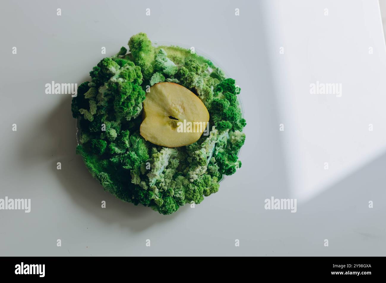 une demi-pomme avec moisissure et mousse. Photo de haute qualité Banque D'Images