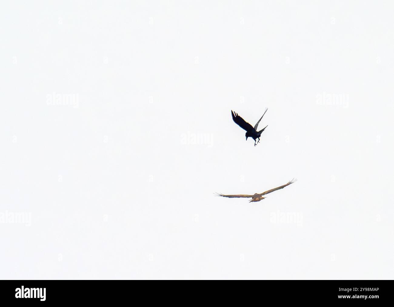 Un Buzzard commun, Buteo buteo étant mobbed par un Carrion Crow, Corvus corone sur Ambleside, Royaume-Uni. Banque D'Images
