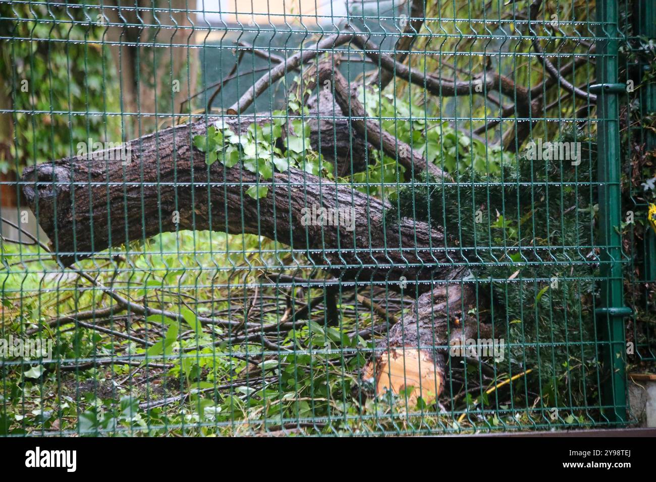 Noreña, Espagne, 09 octobre 2024 : un arbre tombé à l'intérieur d'une parcelle pendant la tempête Kirk frappe l'Espagne, le 09 octobre 2024, à Noreña, Espagne. Crédit : Alberto Brevers / Alamy Live News. Banque D'Images