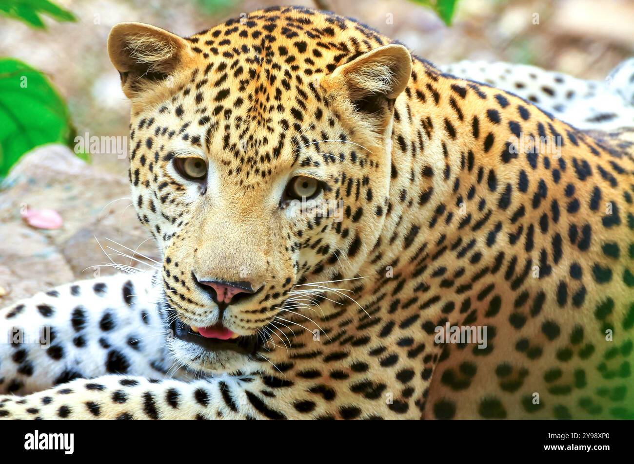 Un gros plan de léopard au Centre d'éducation sur la faune d'Ouganda Entebbe Wildlife Education Centre - Ouganda. Photo de Matthias Mugisha Banque D'Images