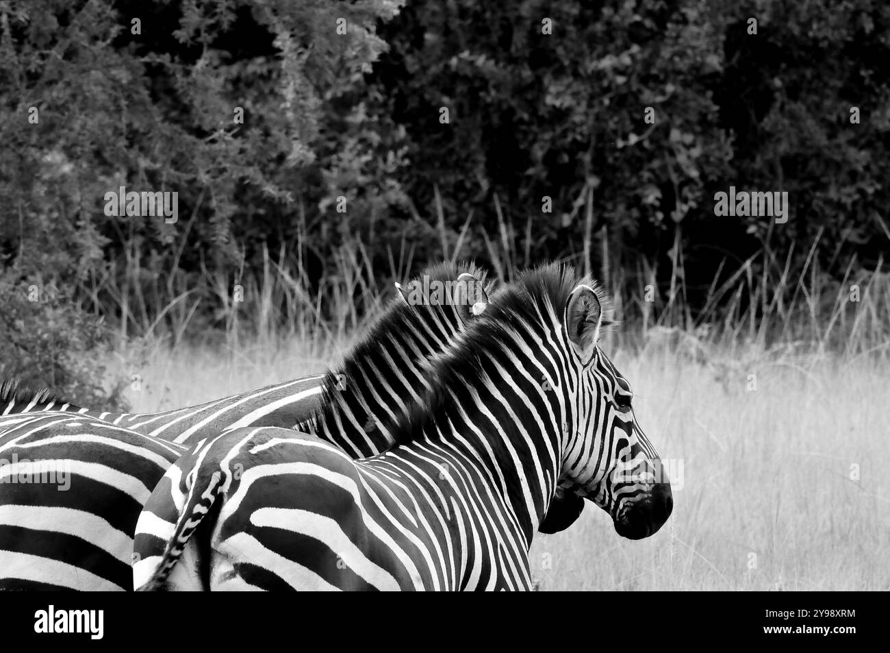 Zèbres dans le parc national du lac Mburo - Ouganda Banque D'Images