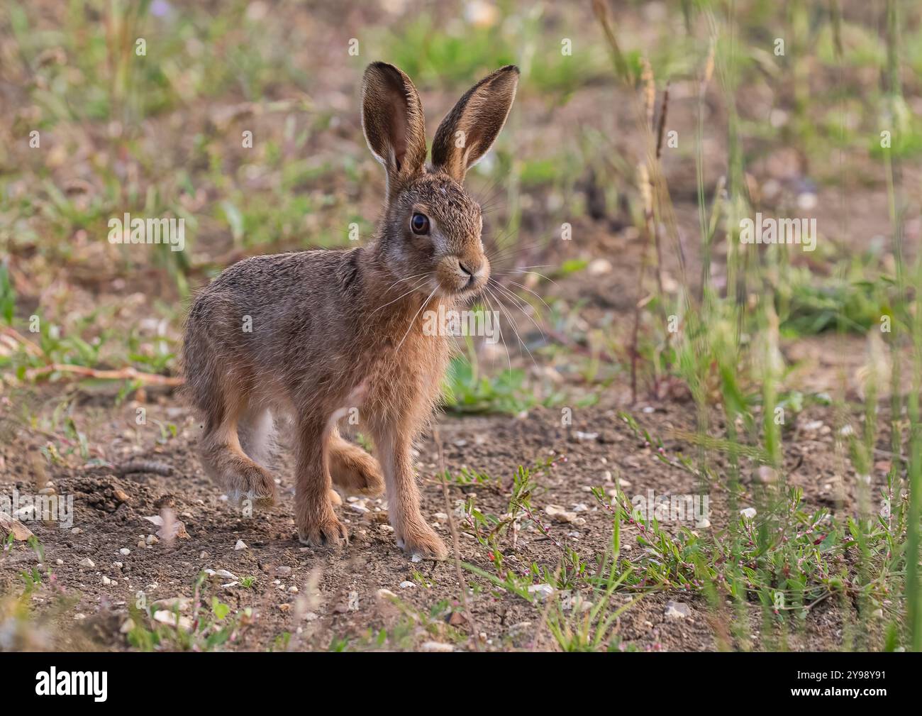 Un cliché intime d'un petit leveret mignon de lièvre brun (Lepus europaeus). Montrant ses merveilleux moustaches , tout en se tenant dans la marge du champ. Suffolk, Royaume-Uni Banque D'Images