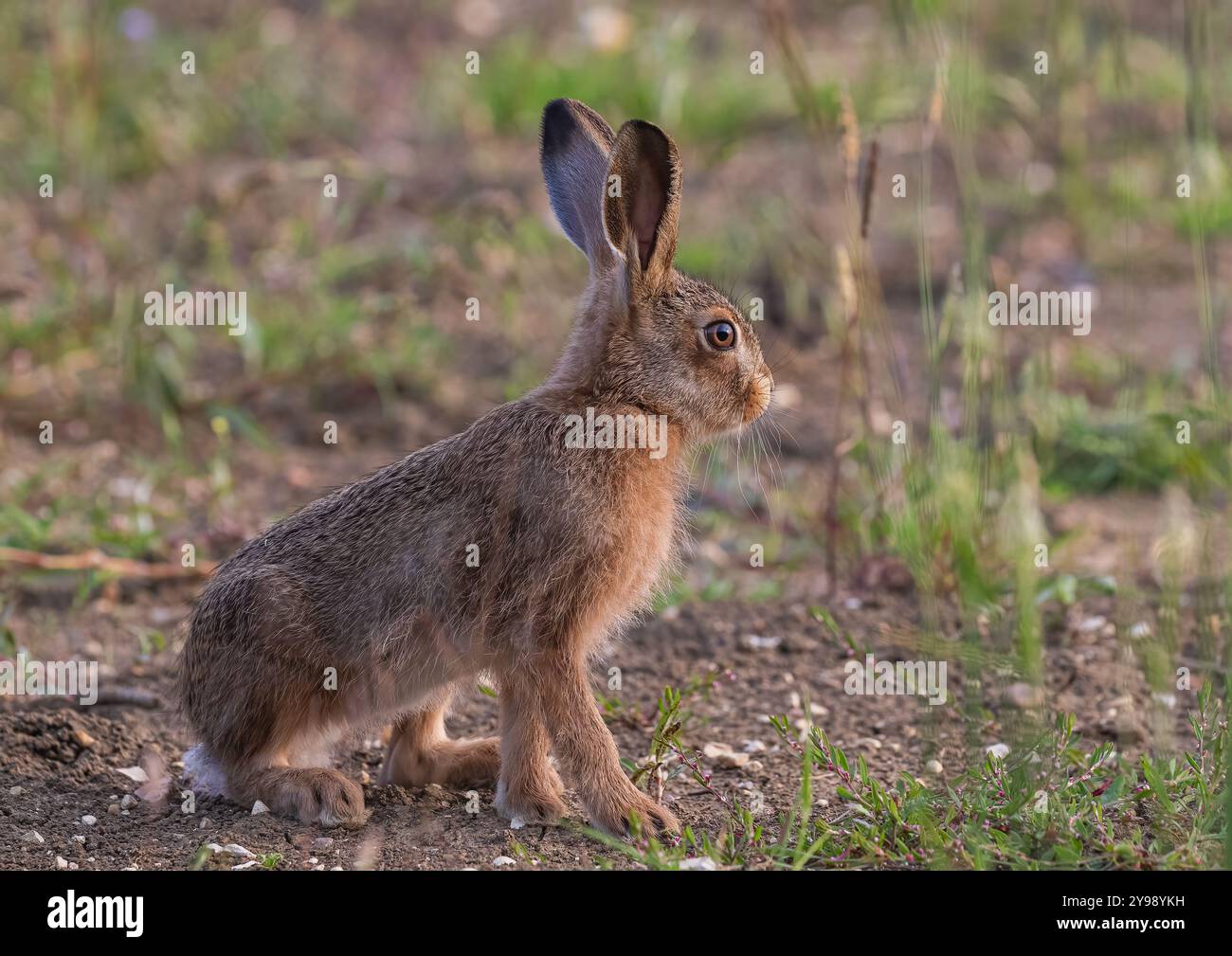 Un cliché intime d'un petit leveret mignon de lièvre brun (Lepus europaeus). Montrant ses merveilleuses moustaches , tout en étant assis dans la marge du champ. Suffolk, Royaume-Uni Banque D'Images