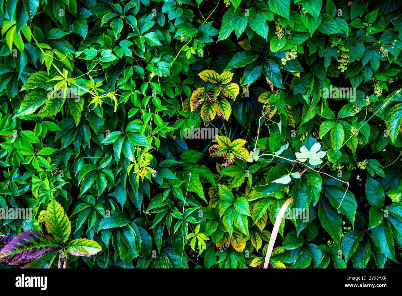 Mur couvert de lierre vert et jaune autour du lac Caldaro à Bolzano Italie Banque D'Images