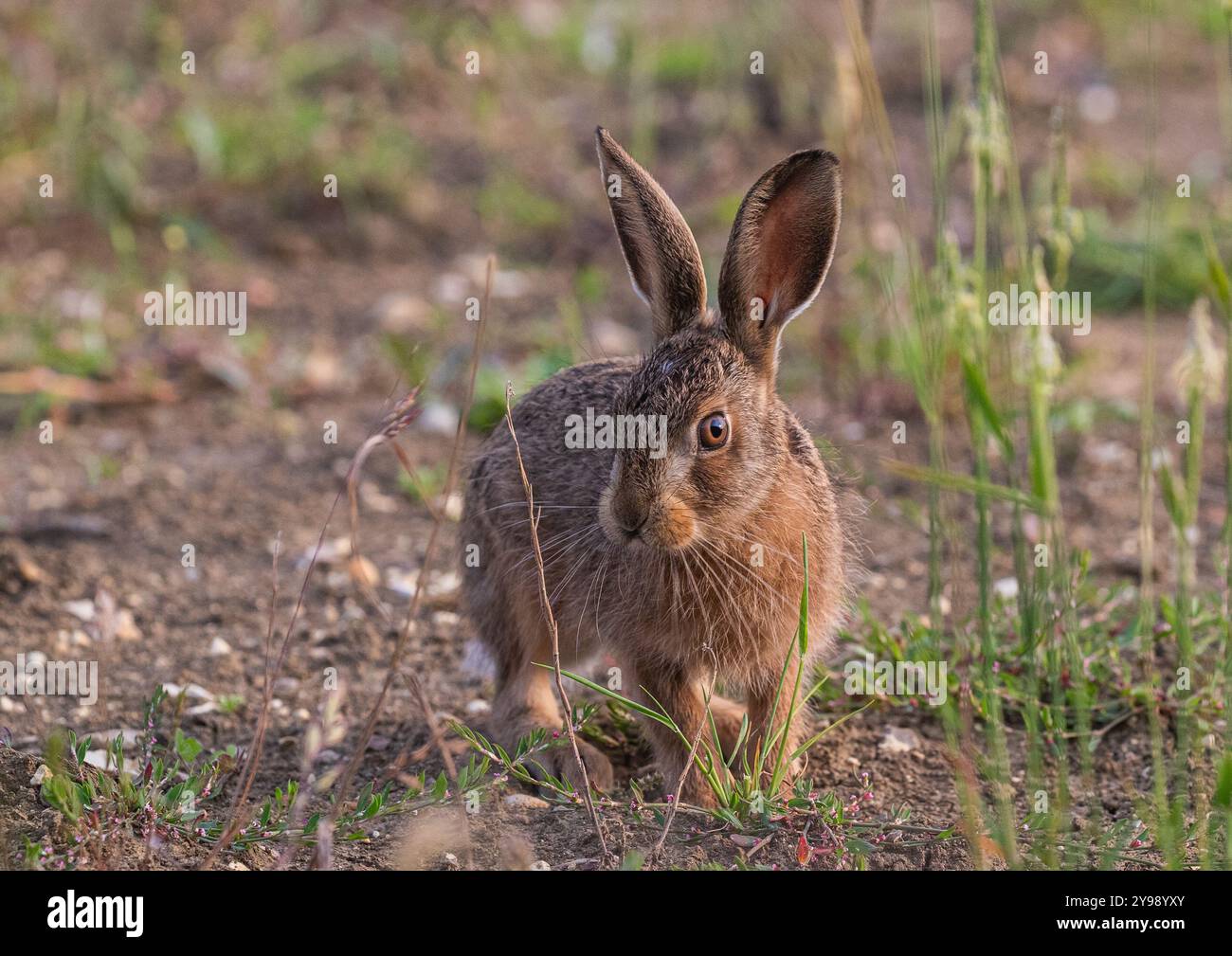 Un cliché intime d'un petit leveret mignon de lièvre brun (Lepus europaeus). Montrant ses merveilleux moustaches , tout en se tenant dans la marge du champ. Suffolk, Royaume-Uni Banque D'Images