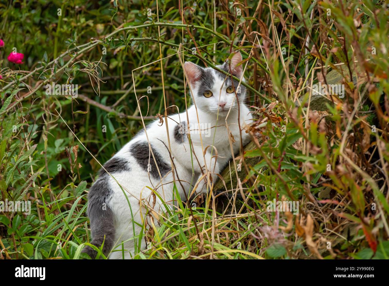 Un chat de ferme, Ripponden, West Yorkshire, Royaume-Uni. Banque D'Images