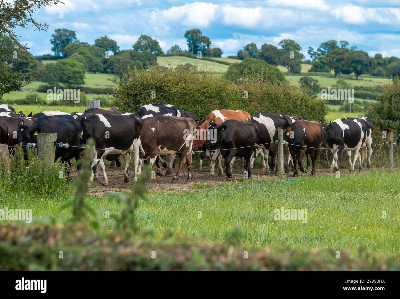 Vaches arrivant pour la traite, Cheshire, Royaume-Uni. Banque D'Images