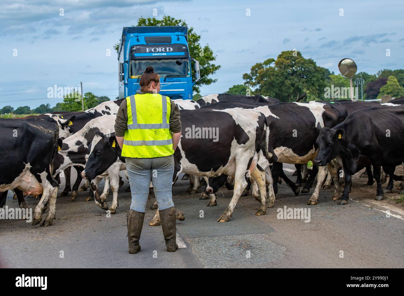 Vaches traversant une route sur le chemin de la traite, Cheshire, Royaume-Uni. Banque D'Images