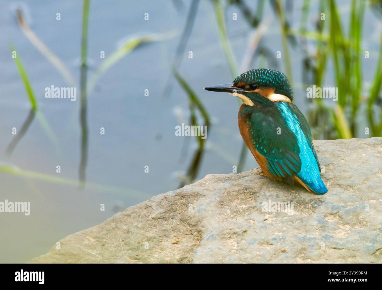 Un Kingfisher, Ribchester, Preston, Lancashire, Royaume-Uni. Banque D'Images