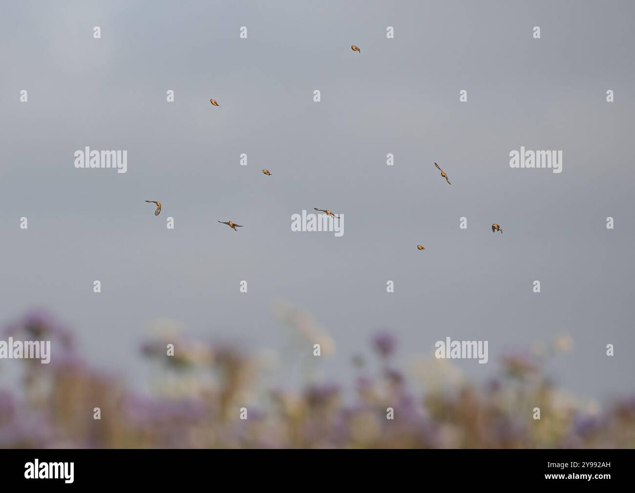 Un twitter de neuf Linnets (Linaria cannabina) volant au-dessus de la fleur pourpre agricole / fumier vert / culture de couverture Phacélie et Buckheat . Suffolk, Royaume-Uni Banque D'Images