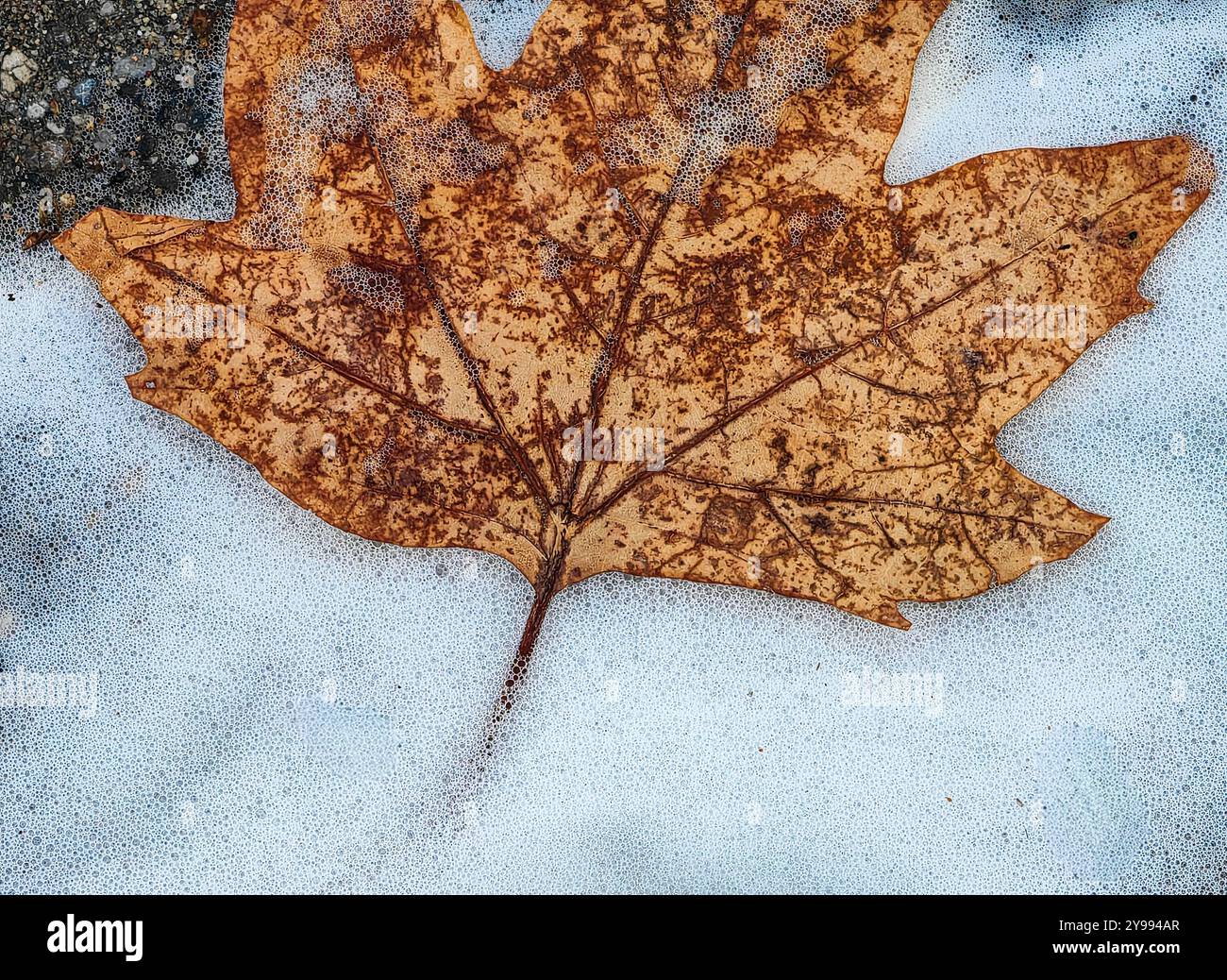 « Qui va venir en premier ? » : feuille d'automne et mousse de neige abstraite dans la rue. Banque D'Images