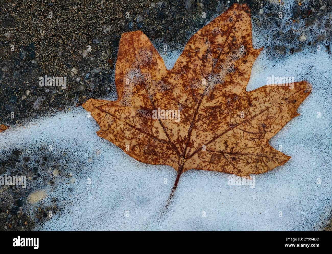 « Qui va venir en premier ? » : feuille d'automne et mousse de neige abstraite dans la rue. Banque D'Images