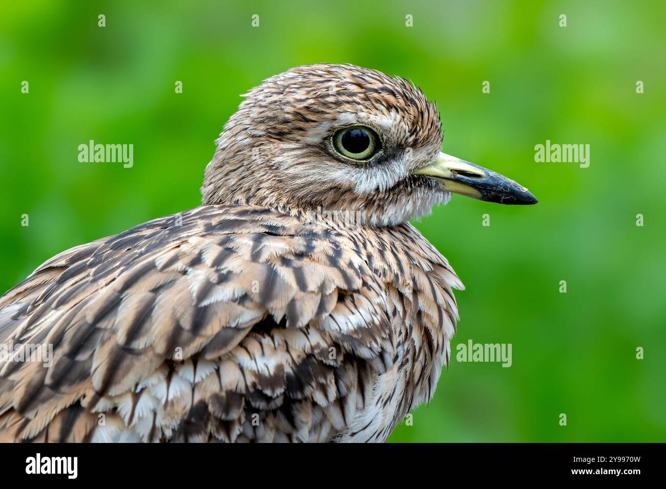Curlew de pierre eurasien / gros plan du genou épais eurasien (Burhinus oedicnemus) Banque D'Images