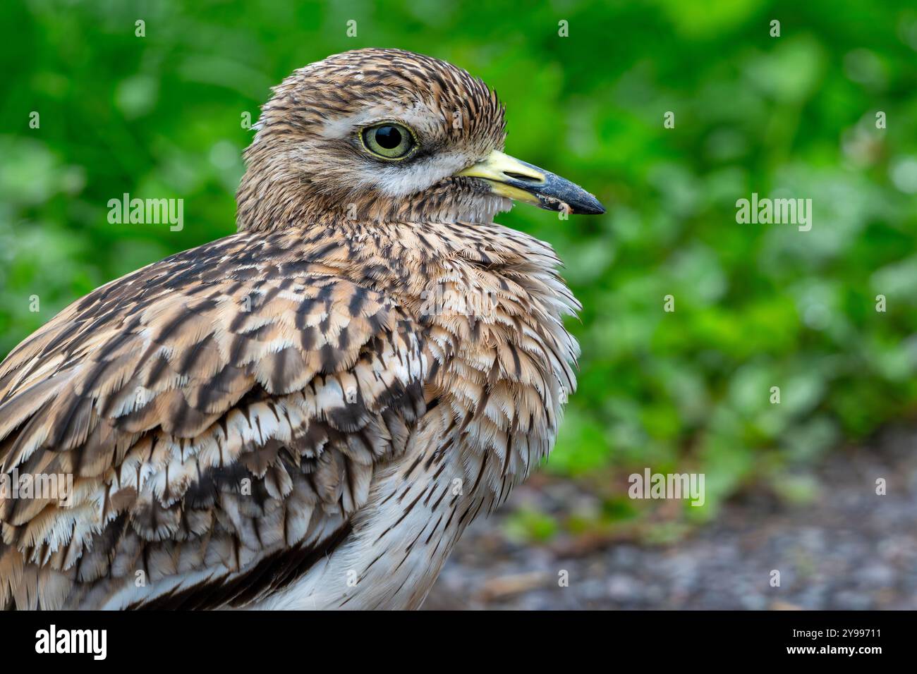 Curlew de pierre eurasien / gros plan du genou épais eurasien (Burhinus oedicnemus) Banque D'Images