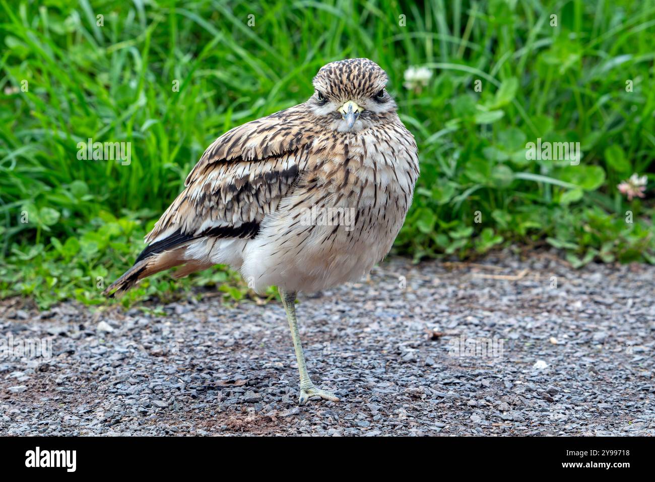 Portrait eurasien de pierre-curlew / Eurasien de genou épais (Burhinus oedicnemus) en automne / automne Banque D'Images