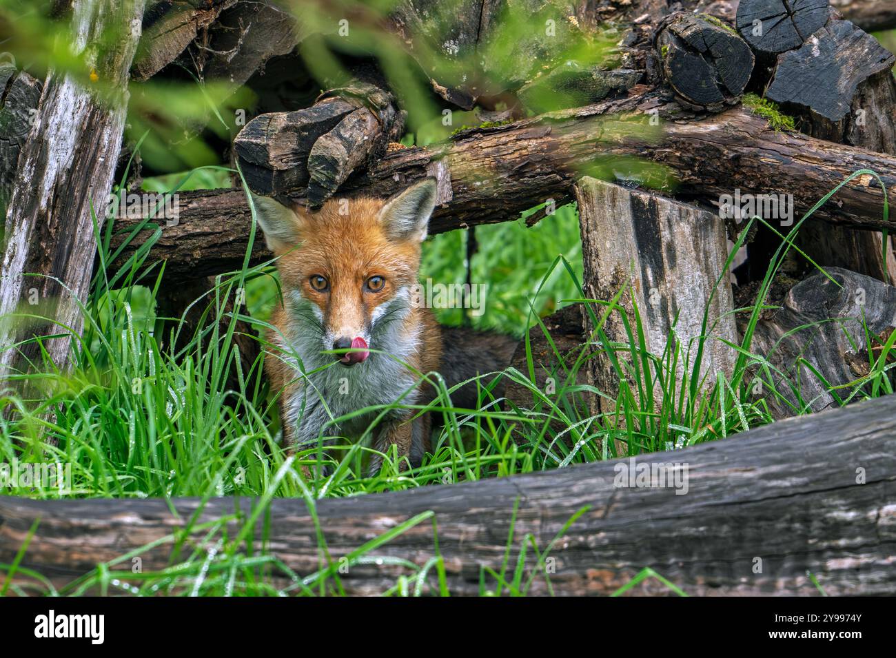 Renard roux (Vulpes vulpes) apparaissant sous le tas de bois au bord de la forêt et léchant le nez Banque D'Images