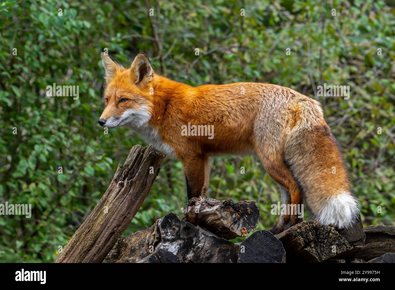 Recherche de renard roux (Vulpes vulpes) regardant de tas de bois à la lisière de la forêt Banque D'Images