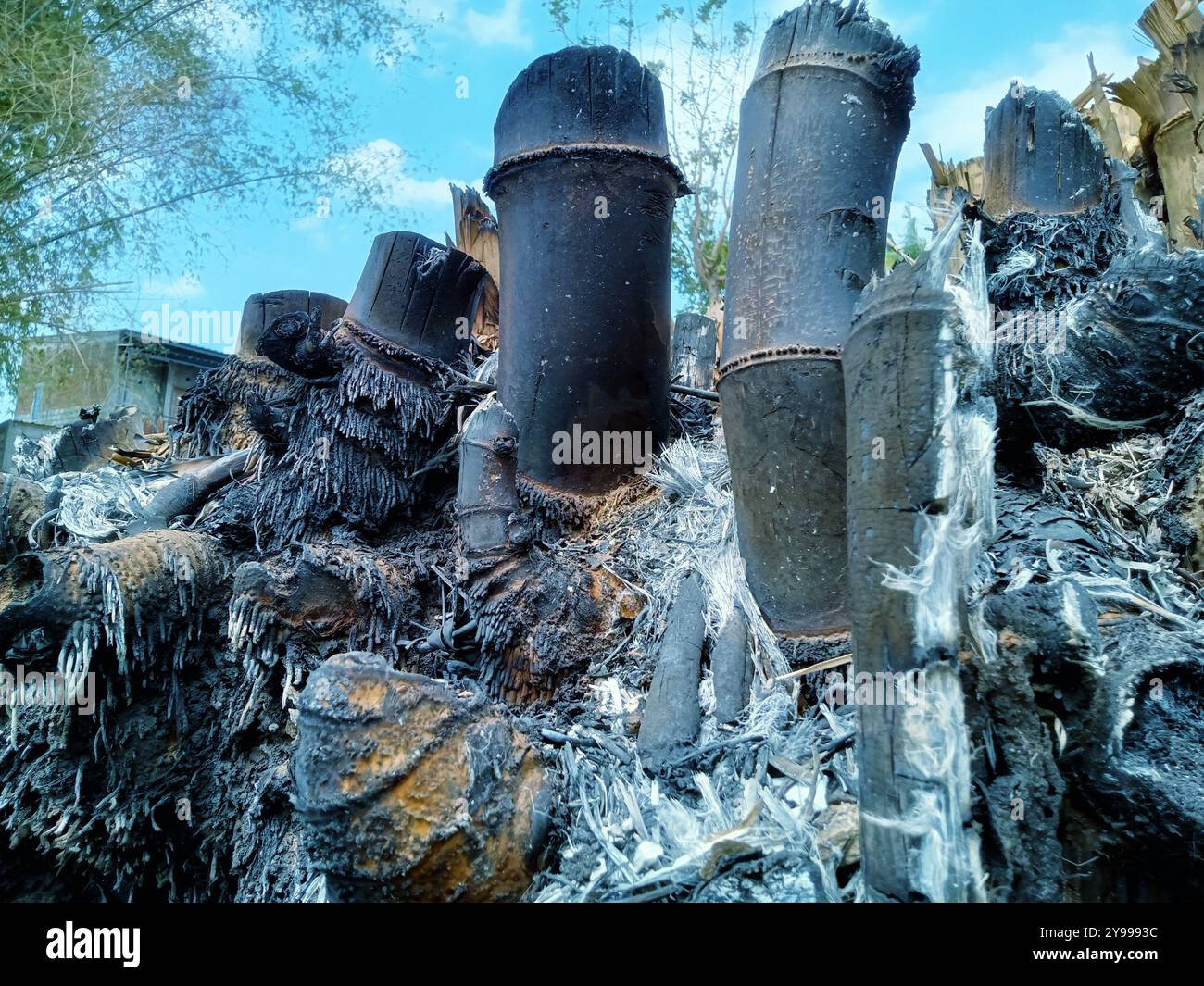 Pousses de bambou - Image de stock capturée avec un smartphone