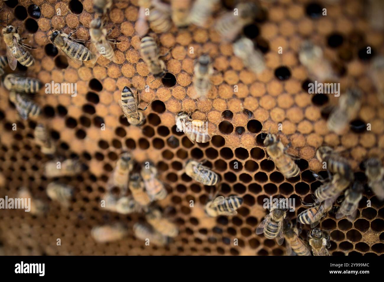 Vue de ruches d'abeilles actives dans un rucher dans le sud de l'Alberta. Les apiculteurs effectuent des inspections hebdomadaires pour s’assurer que les ruches sont saines et productives. Banque D'Images