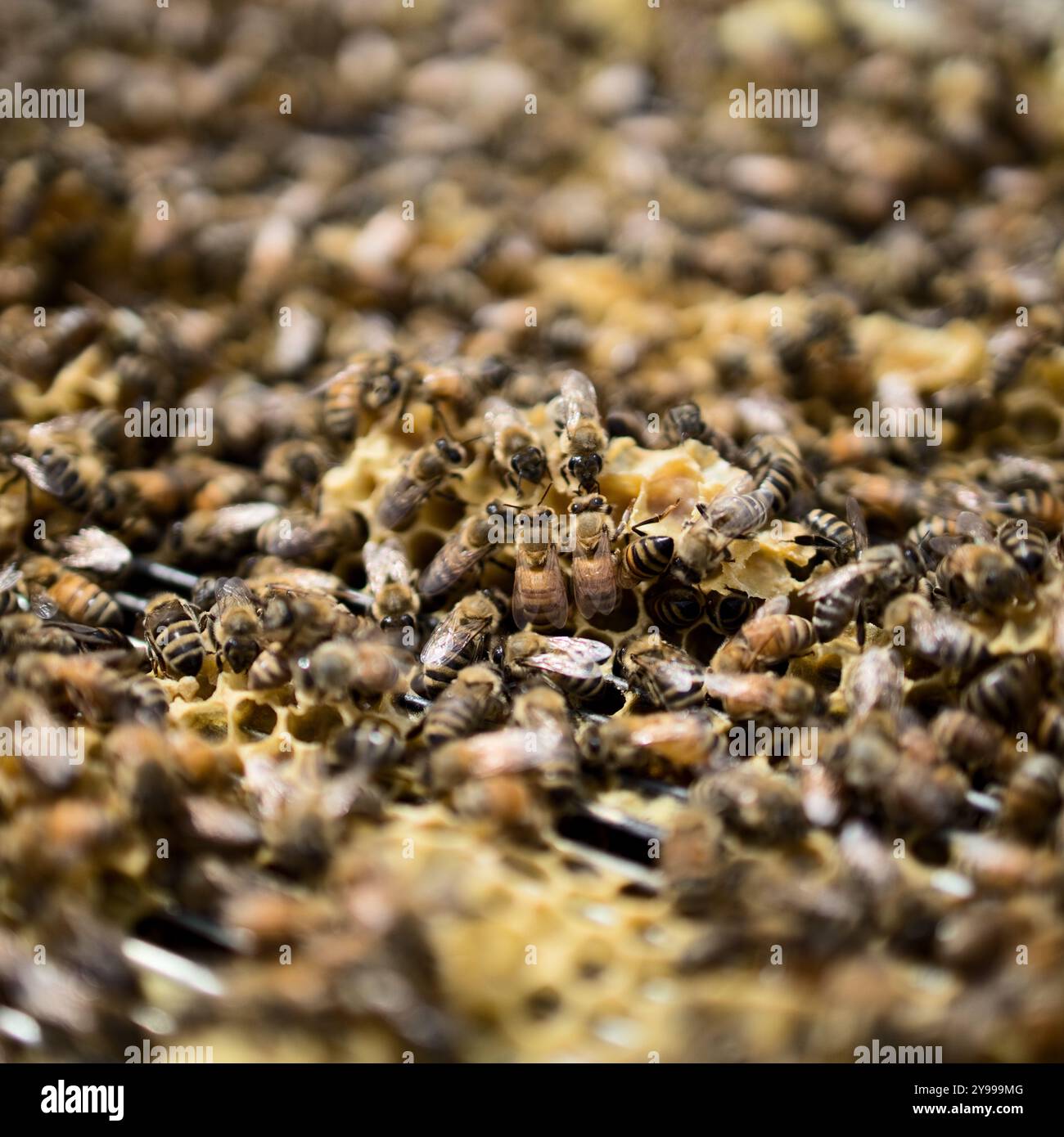 Vue de ruches d'abeilles actives dans un rucher dans le sud de l'Alberta. Les apiculteurs effectuent des inspections hebdomadaires pour s’assurer que les ruches sont saines et productives. Banque D'Images