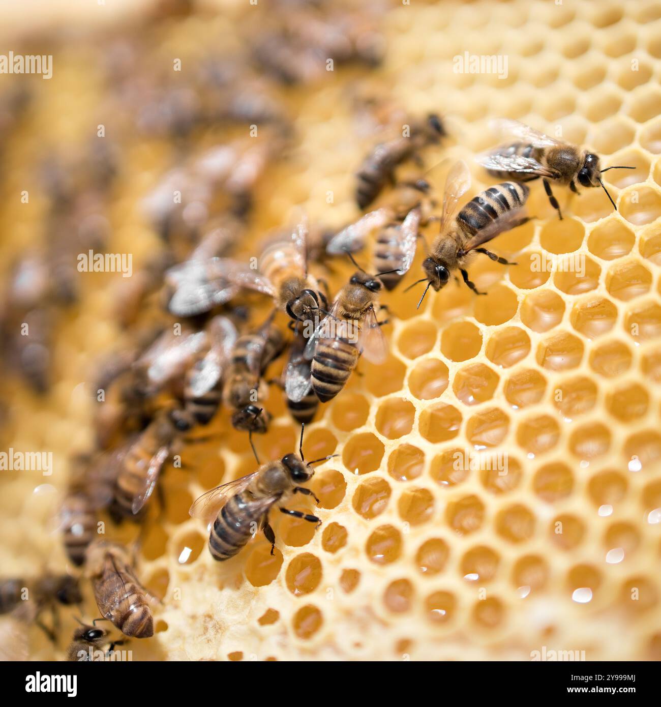 Vue de ruches d'abeilles actives dans un rucher dans le sud de l'Alberta. Les apiculteurs effectuent des inspections hebdomadaires pour s’assurer que les ruches sont saines et productives. Banque D'Images