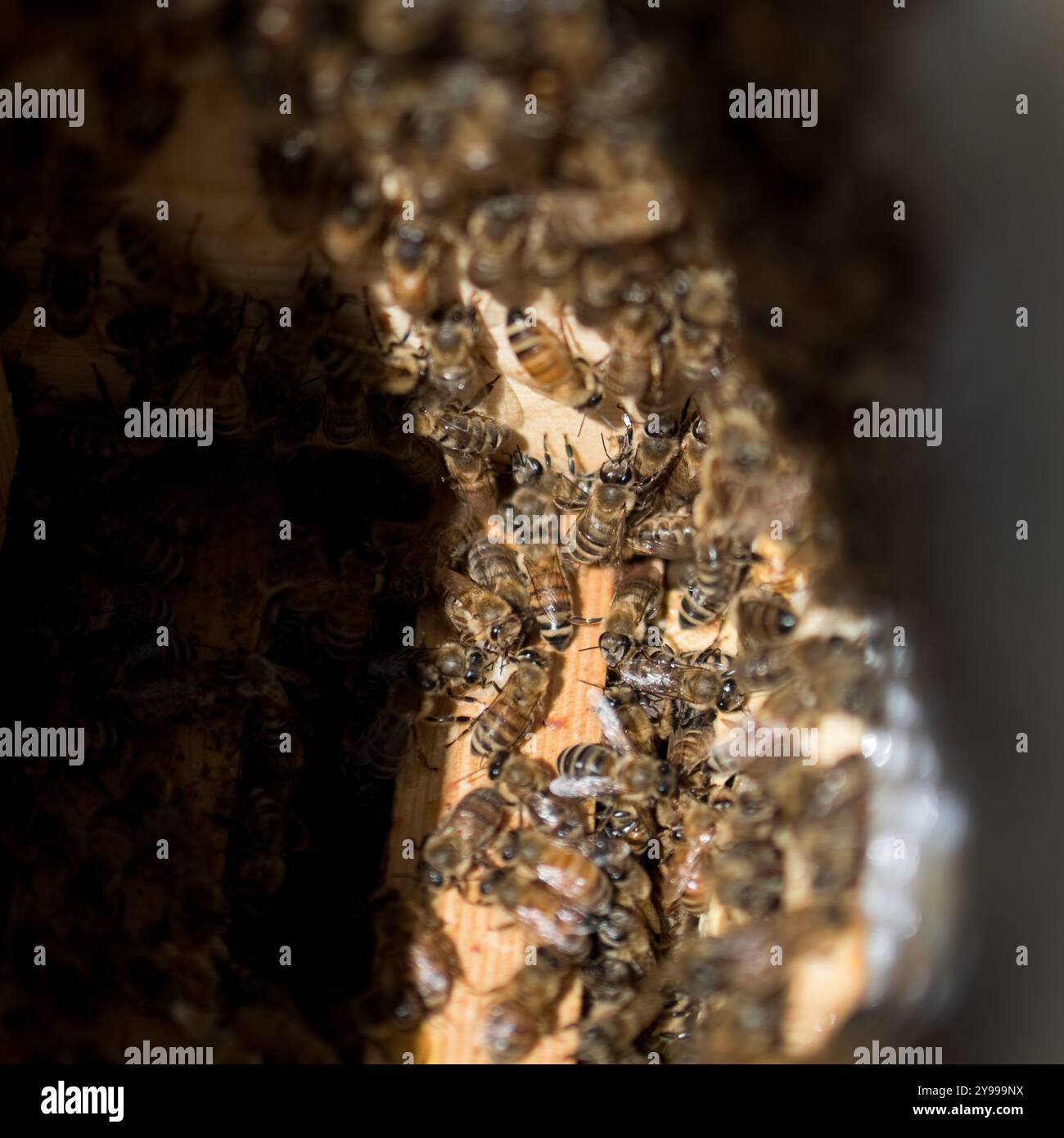 Vue de ruches d'abeilles actives dans un rucher dans le sud de l'Alberta. Les apiculteurs effectuent des inspections hebdomadaires pour s’assurer que les ruches sont saines et productives. Banque D'Images