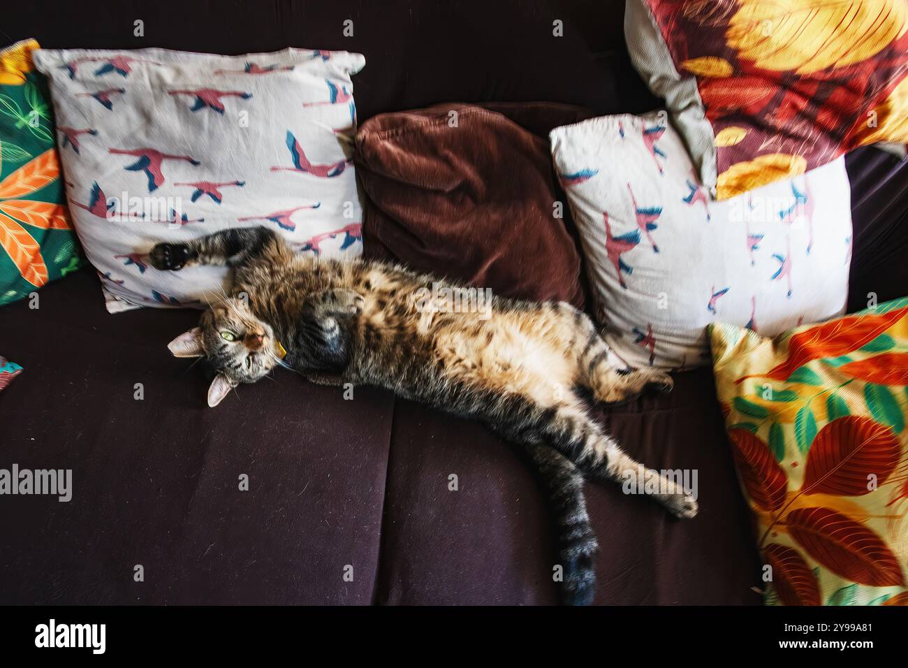 Chat de maison dans un cadre domestique Banque D'Images