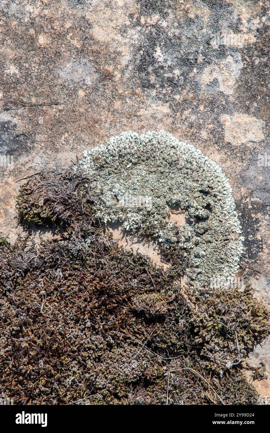 Surface rocheuse recouverte de lichens colorés et de mousses en gros plan comme fond naturel Banque D'Images