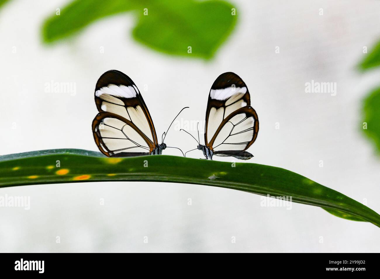 Papillon tropical dans la nature, mise au point sélective, avec espace pour le texte Banque D'Images