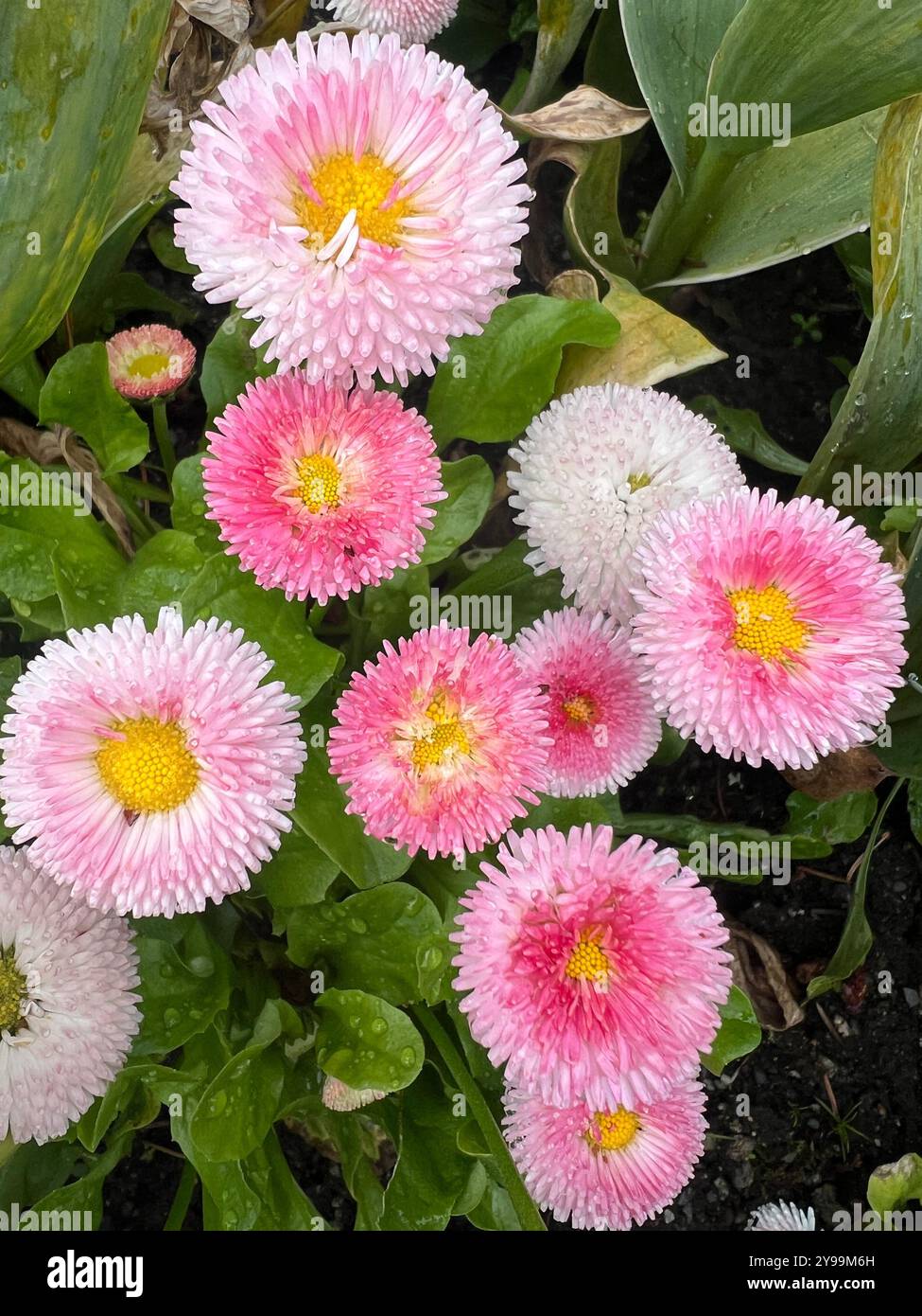 Un affichage vibrant de Bellis perennis (marguerite anglaise) rose et blanc fleurit, mettant en valeur leur structure unique de pétales et leurs centres jaune vif Banque D'Images