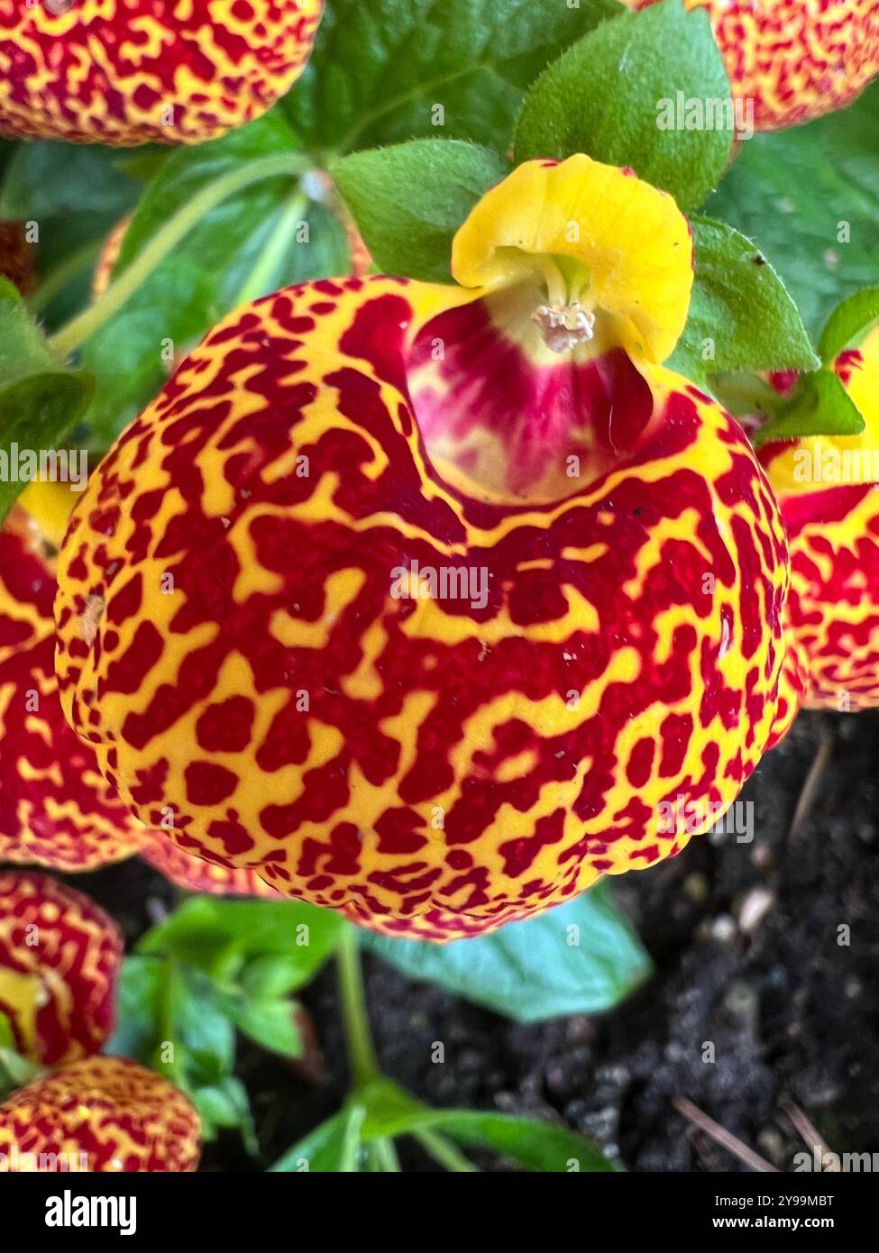 Gros plan d'une fleur rouge et jaune éclatante de Calceolaria, également connue sous le nom de fleur de pantoufle (Calceolaria herbeohybrida), fleurissant à Buchart Gardens - Image de stock capturée avec un smartphone