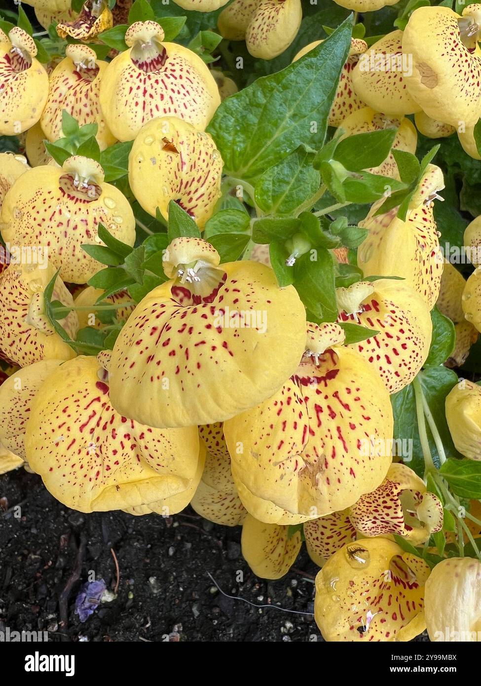 Fleurs de Calceolaria jaune vif, également connues sous le nom de fleurs de pantoufles (Calceolaria herbeohybrida), en pleine floraison au jardin Sunken dans Butchart Gardens - Image de stock capturée avec un smartphone