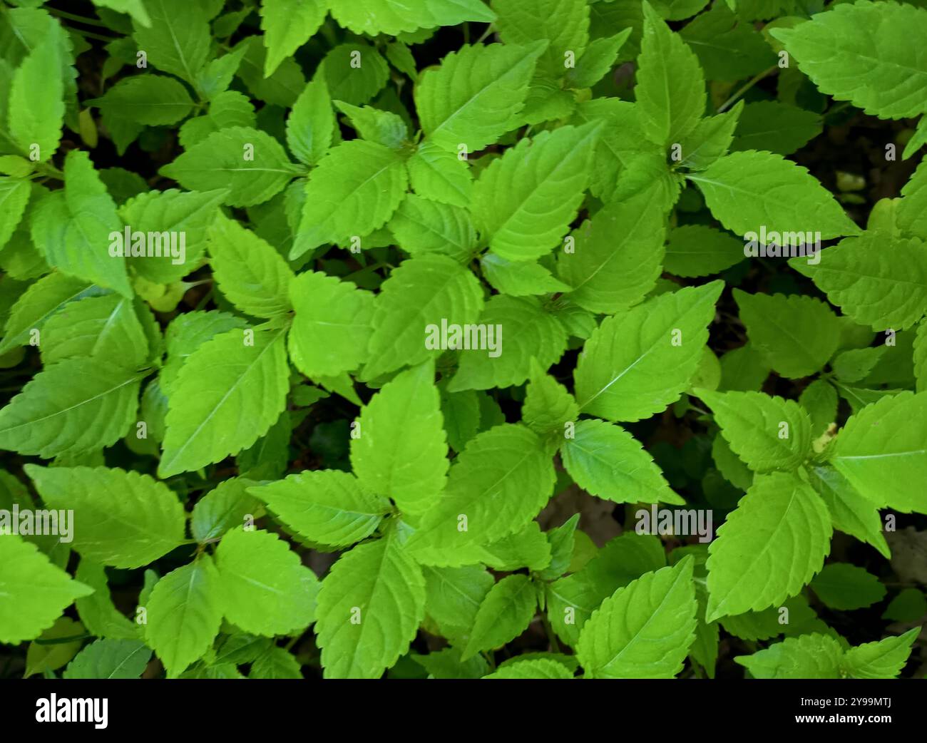 Plantes vertes luxuriantes de couverture du sol prospérant dans un jardin naturel par une journée ensoleillée. Arrière-plan de la faune Banque D'Images