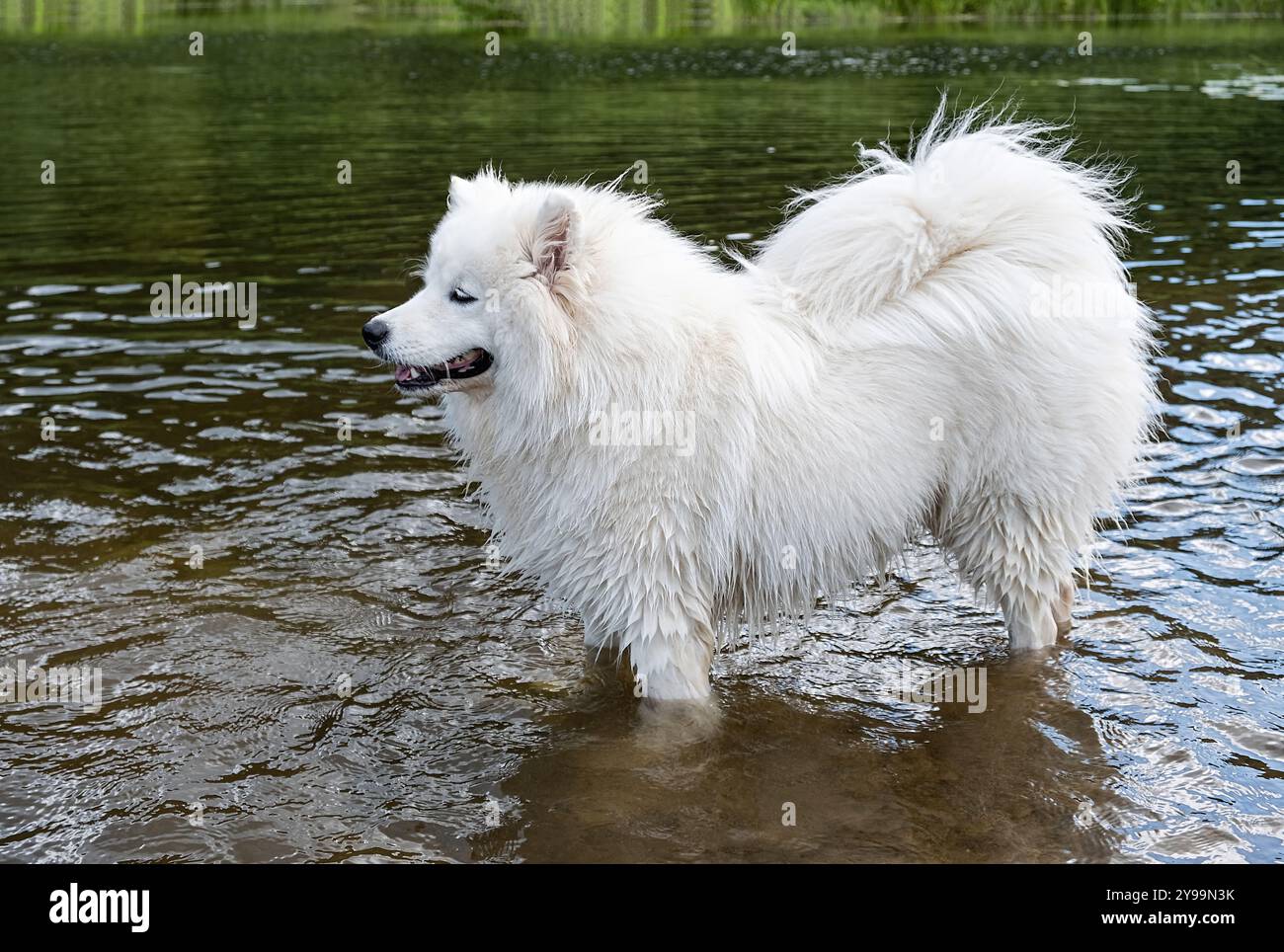 Un chien moelleux Samoyed aime éclabousser dans l'eau, mettant en valeur sa nature ludique et son beau pelage blanc. Banque D'Images