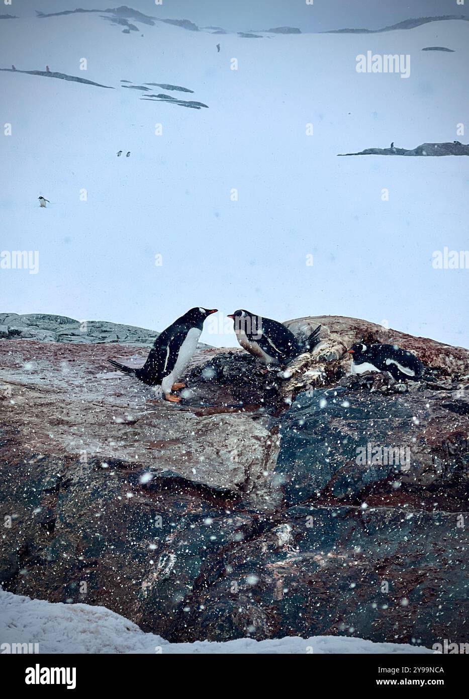 Un groupe de manchots Gentoo (Pygoscelis papua) qui s'occupent de leurs nids dans la neige sur l'île Petermann, en Antarctique, lors d'une légère chute de neige Banque D'Images