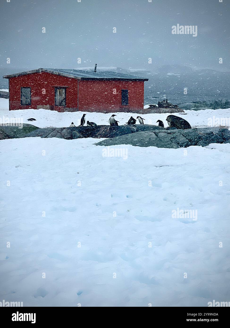Manchots Gentoo (Pygoscelis papua) nichant près du refuge historique de Groussac, construit par l'Argentine en 1955, lors d'une tempête de neige sur l'île Petermann, en Antarctique Banque D'Images