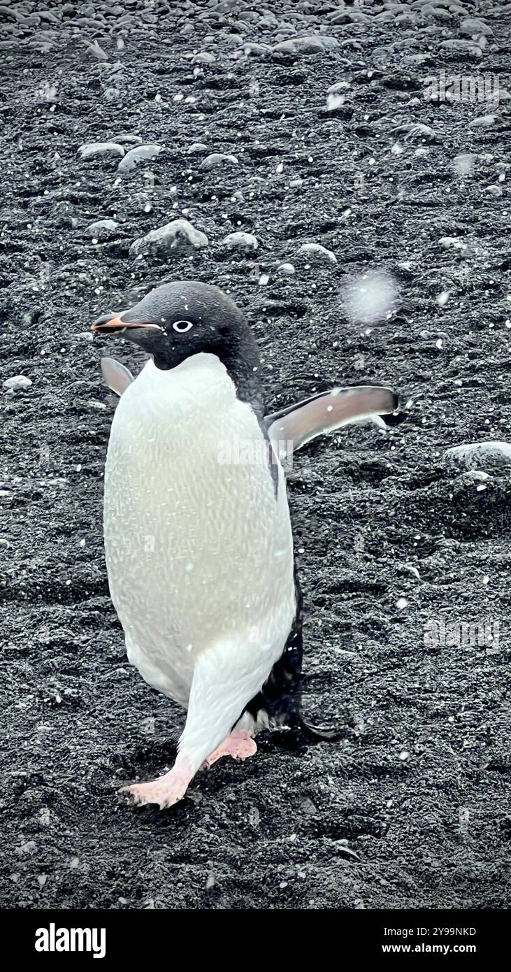 Gros plan d'un manchot Adélie (Pygoscelis adeliae) marchant sur la rive rocheuse de la péninsule de Trinity, en Antarctique, lors d'une légère chute de neige Banque D'Images