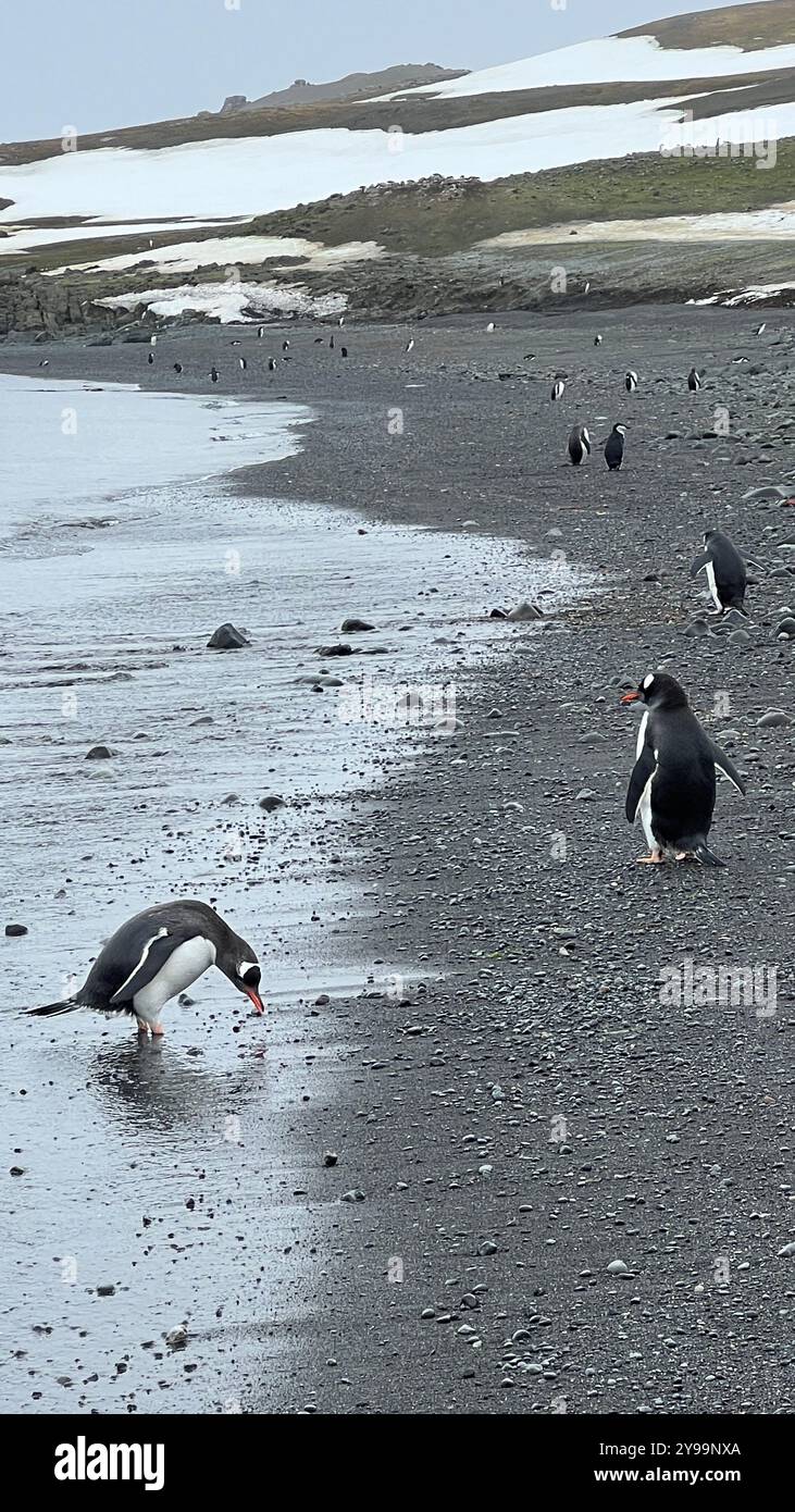 Pingouins Gentoo (Pygoscelis papua) Explorez la rive rocheuse de l'île de Barrientos dans les îles Shetland du Sud. Un pingouin boit au bord de l'eau Banque D'Images