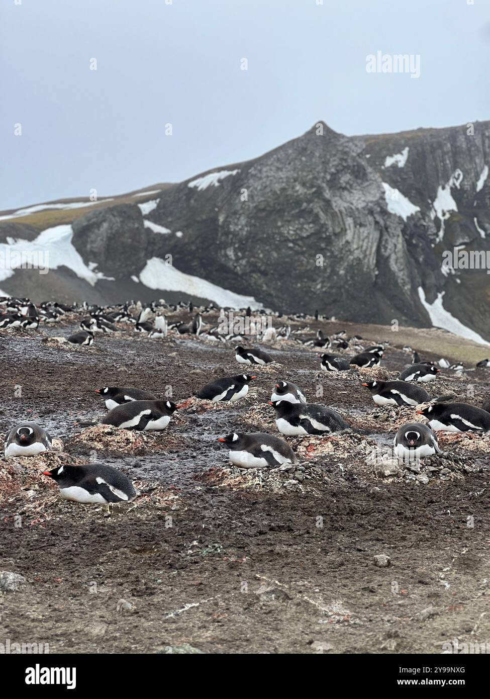 Manchots Gentoo (Pygoscelis papua) nichant sur l'île de Barrientos dans les îles Shetland du Sud, Antarctique - Image de stock capturée avec un smartphone