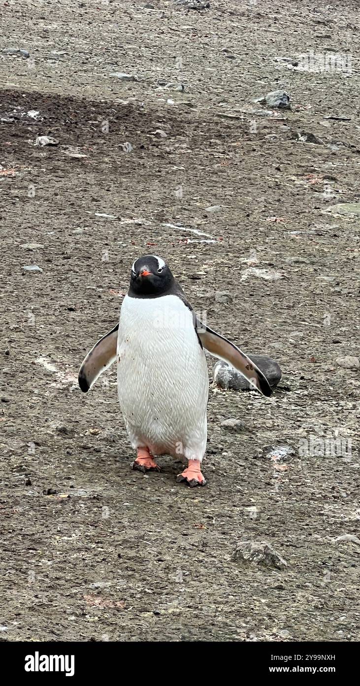 Manchot Gentoo (Pygoscelis papua) debout sur l'île de Barrientos, îles Shetland du Sud, Antarctique - Image de stock capturée avec un smartphone