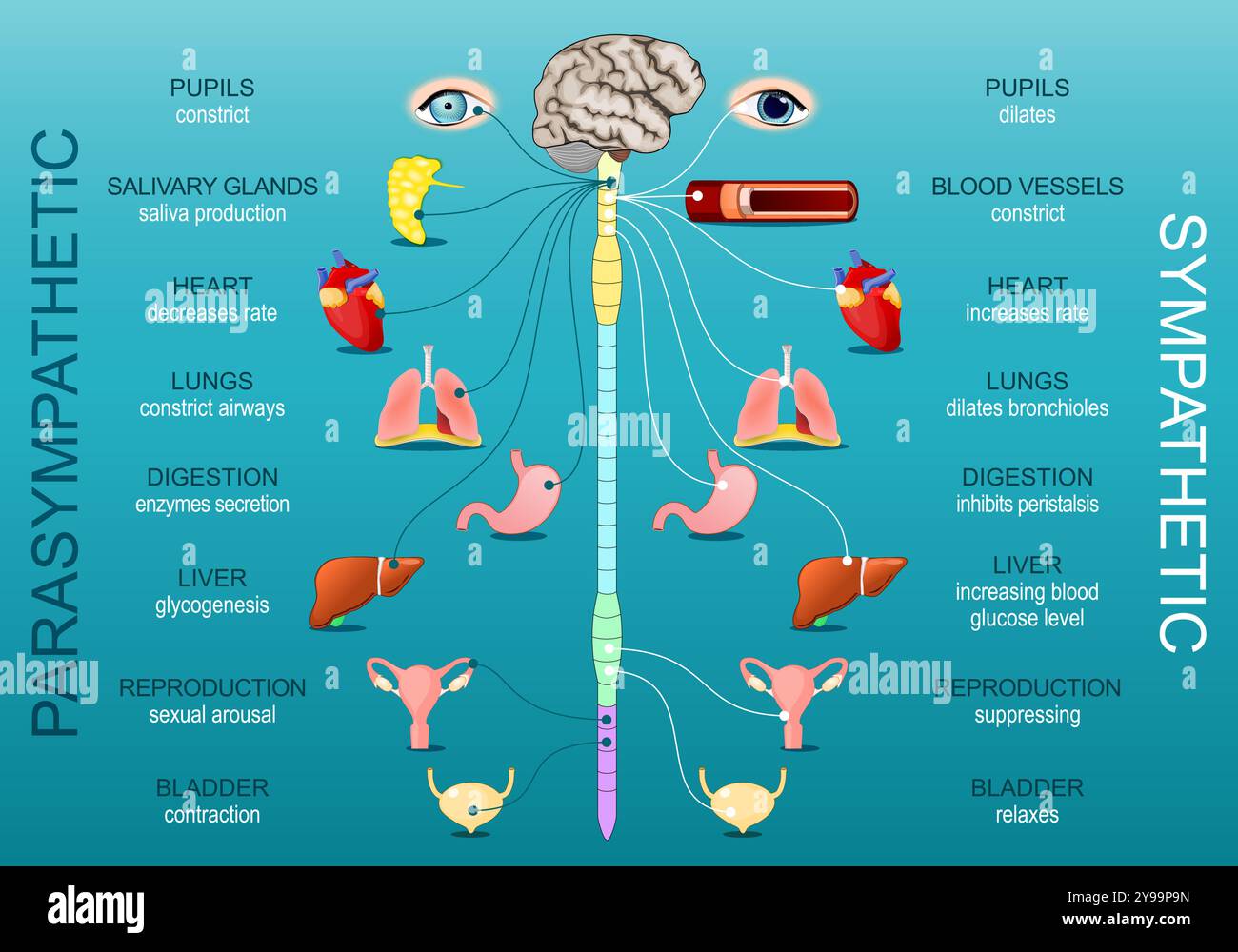 Sympathique et parasympathique. Le système nerveux autonome. Différence. Réponse combat-fuite ou repos-digest. Homéostasie. Illust plat isométrique Illustration de Vecteur