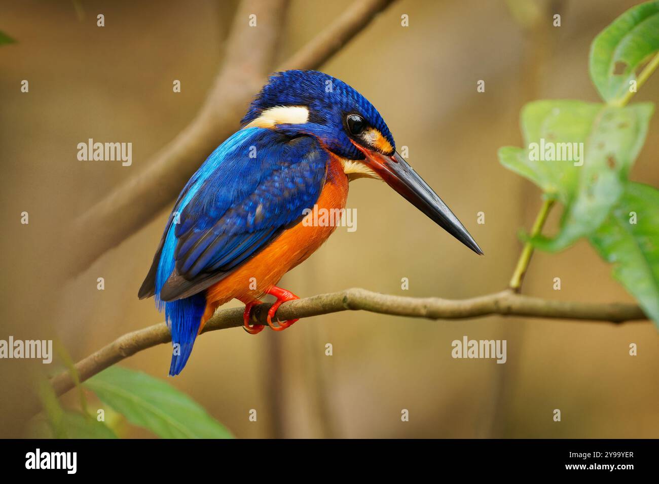 Oiseau meninant kingfisher Alcedo à oreilles bleues trouvé en Asie, dans des forêts denses ombragées, chasse dans de petits ruisseaux, mâle adulte assis sur la branche et hunti Banque D'Images