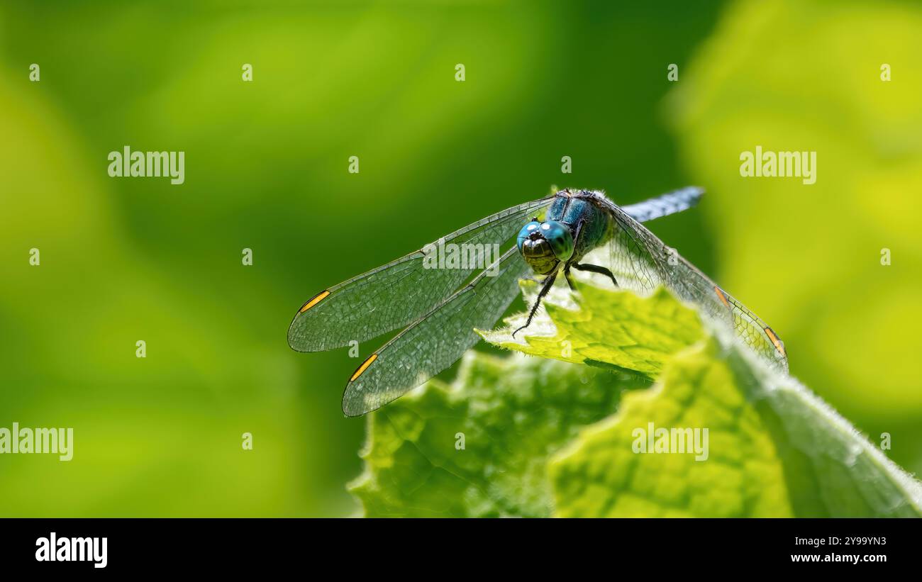 Gros plan d'une libellule pondhawk mâle de l'est (Erythemis Simplicicollis) assise sur une feuille, fond vert, espace de copie Banque D'Images