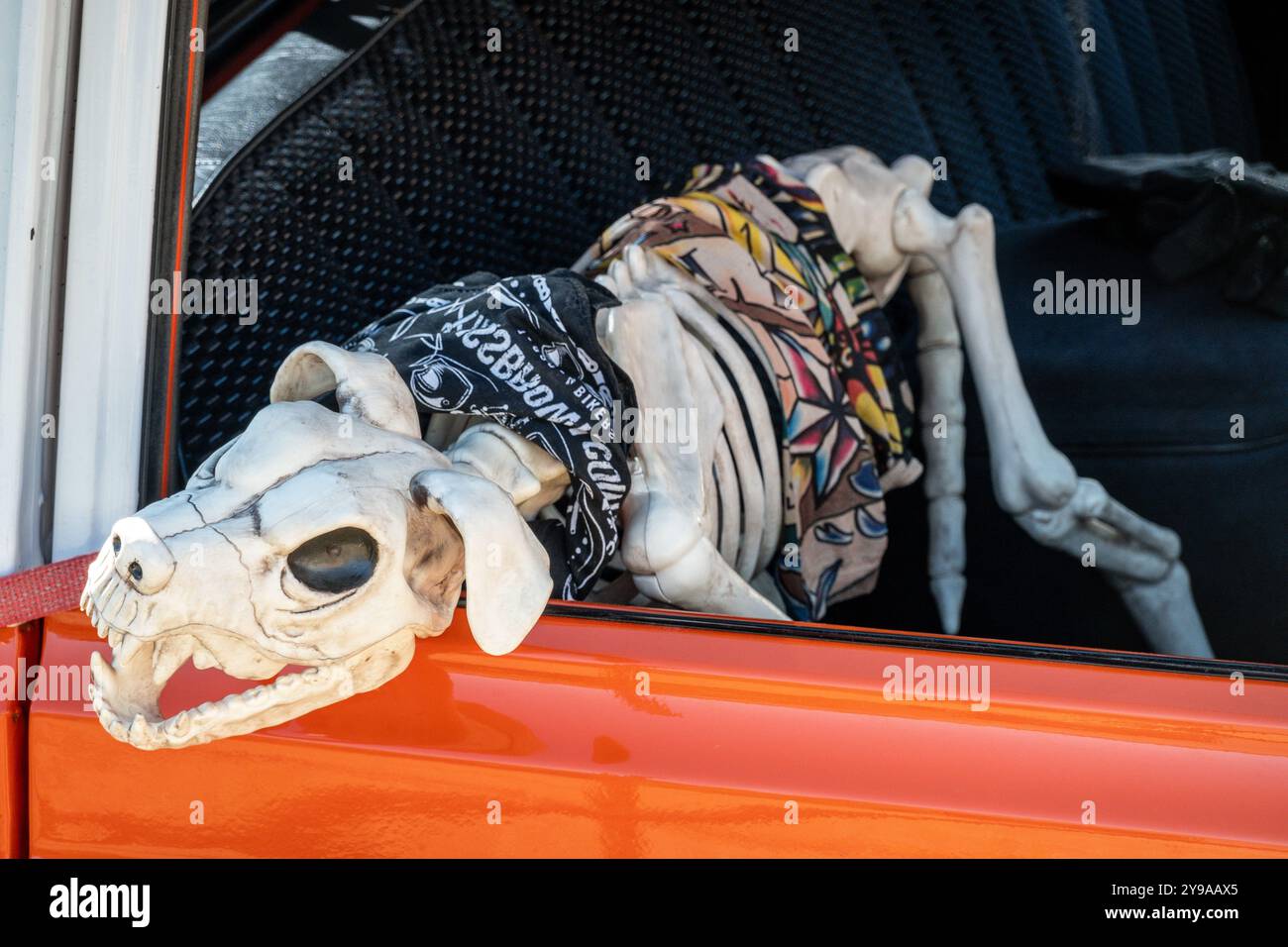 Squelette de chien avec la tête regardant à travers la fenêtre de voiture Banque D'Images