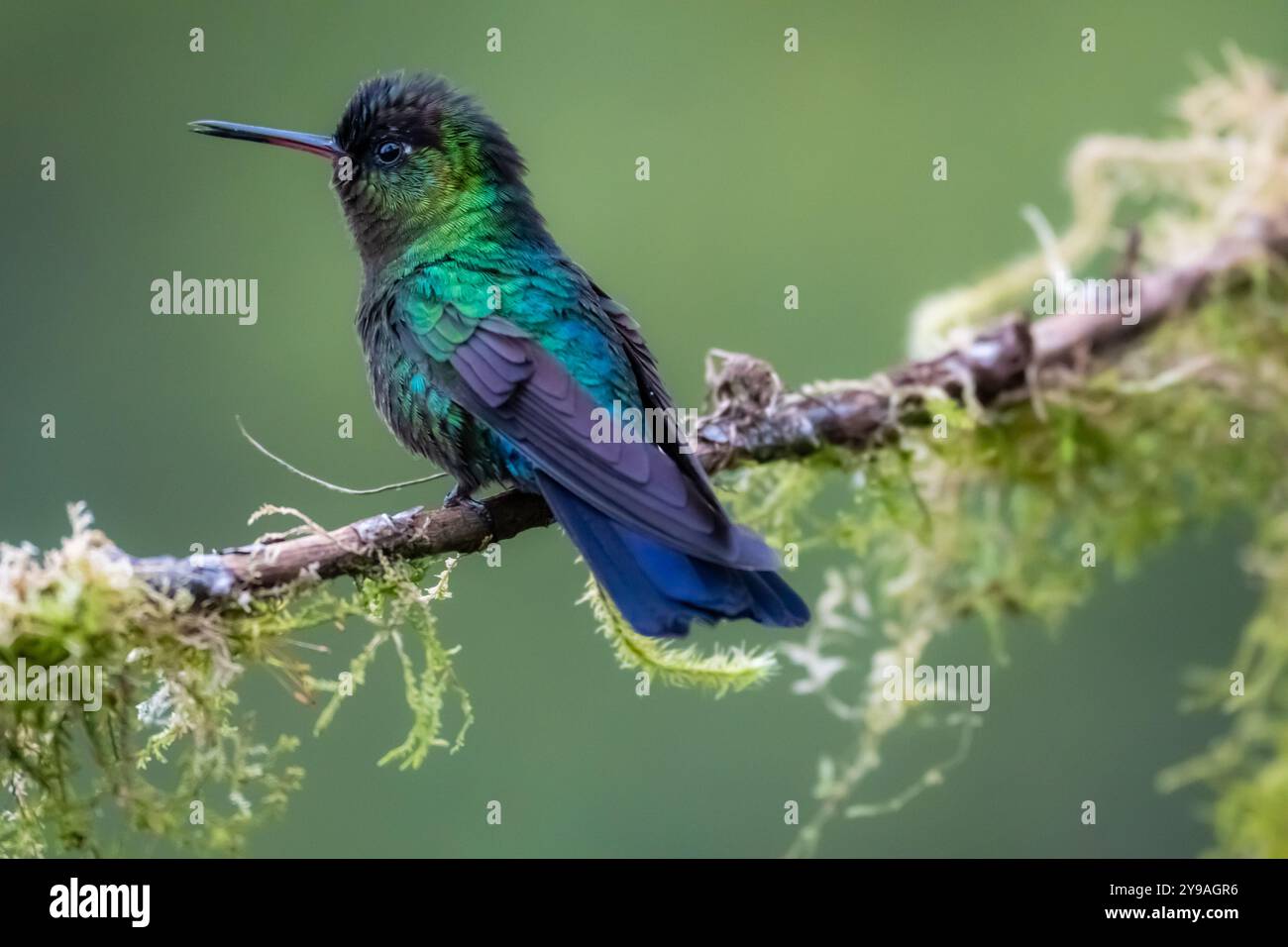 Colibri à gorge ardente (Panterpe insignis) du Costa Rica Banque D'Images